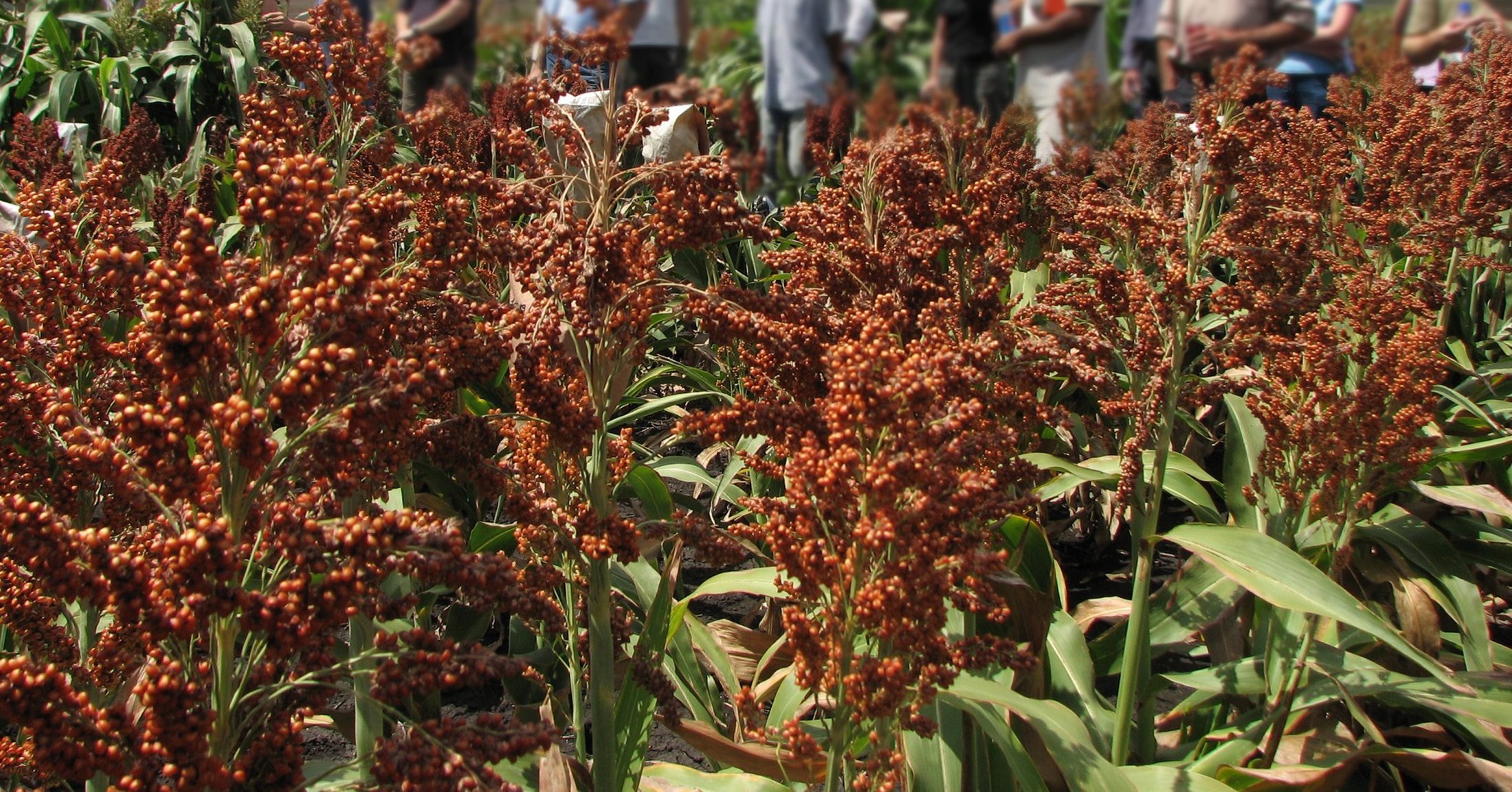 Oz sorghum australian sorghum research group